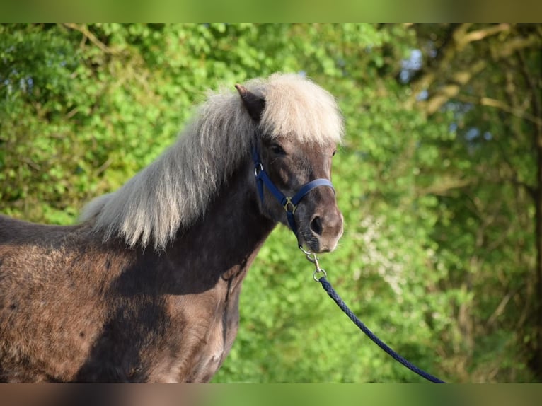 Caballos islandeses Yegua 3 años 139 cm in Blunk