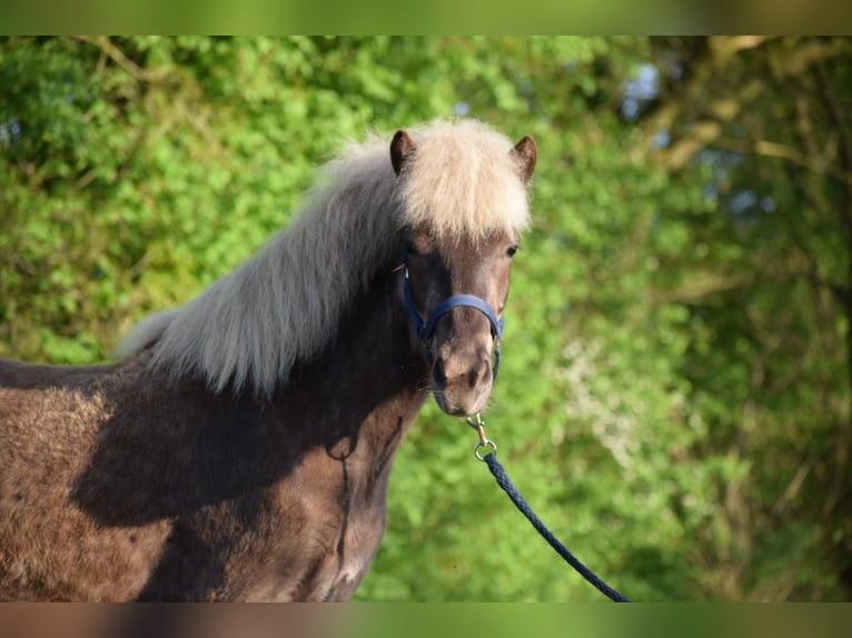 Caballos islandeses Yegua 3 años 139 cm in Blunk