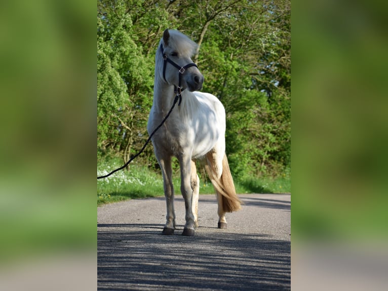 Caballos islandeses Yegua 3 años 139 cm in Blunk