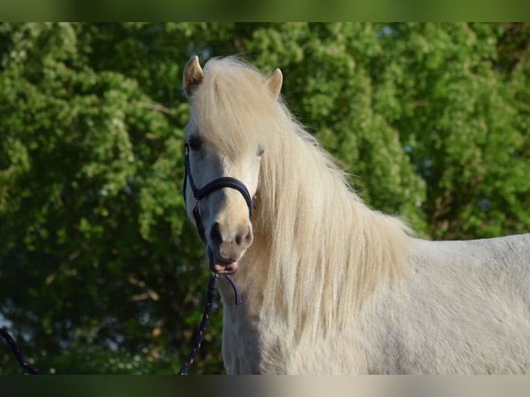 Caballos islandeses Yegua 3 años 139 cm in Blunk