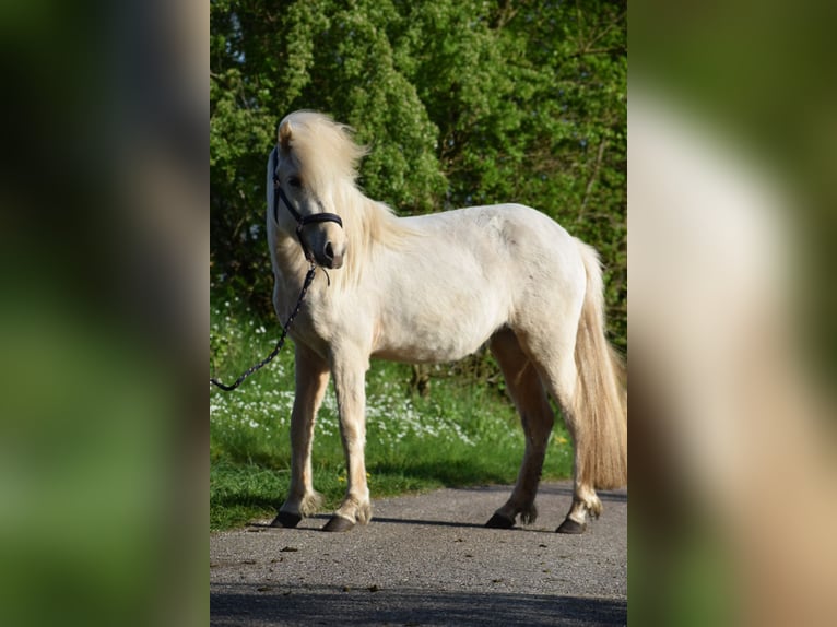 Caballos islandeses Yegua 3 años 139 cm in Blunk