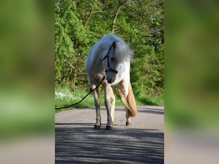 Caballos islandeses Yegua 3 años 139 cm in Blunk