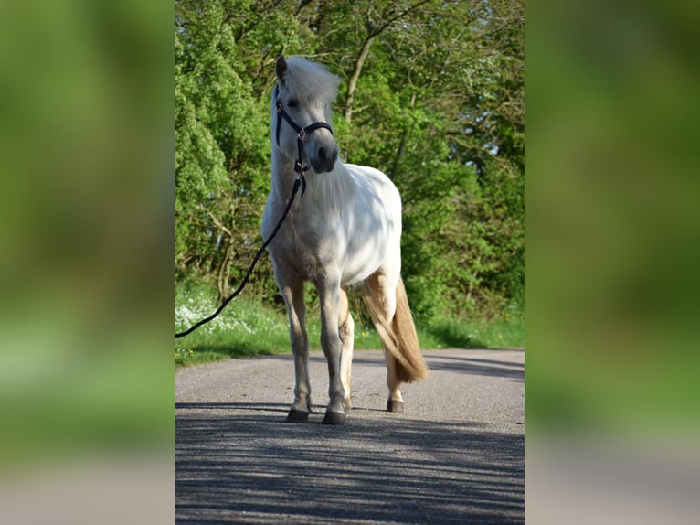 Caballos islandeses Yegua 3 años 139 cm in Blunk