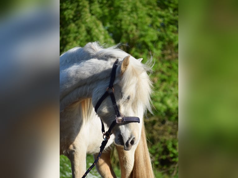 Caballos islandeses Yegua 3 años 139 cm in Blunk