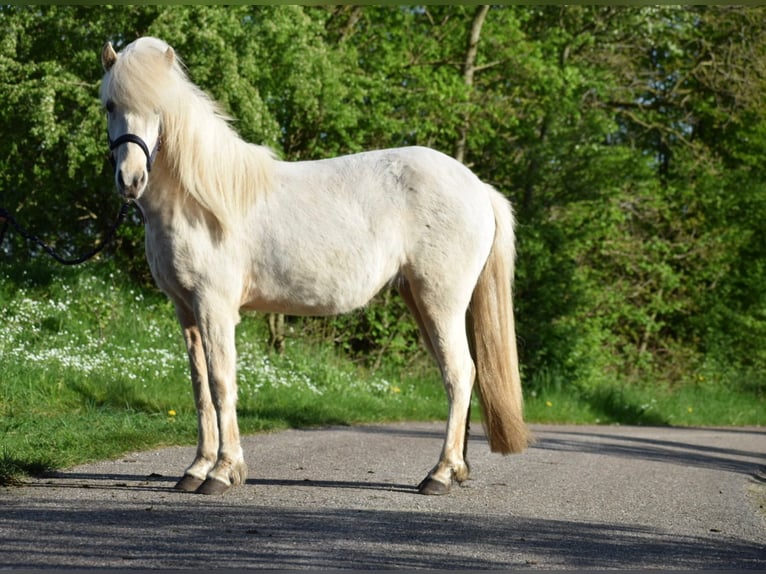 Caballos islandeses Yegua 3 años 139 cm in Blunk