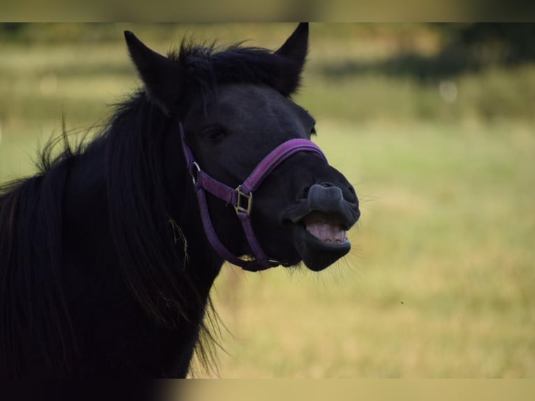 Caballos islandeses Yegua 3 años 139 cm Negro in Bunk