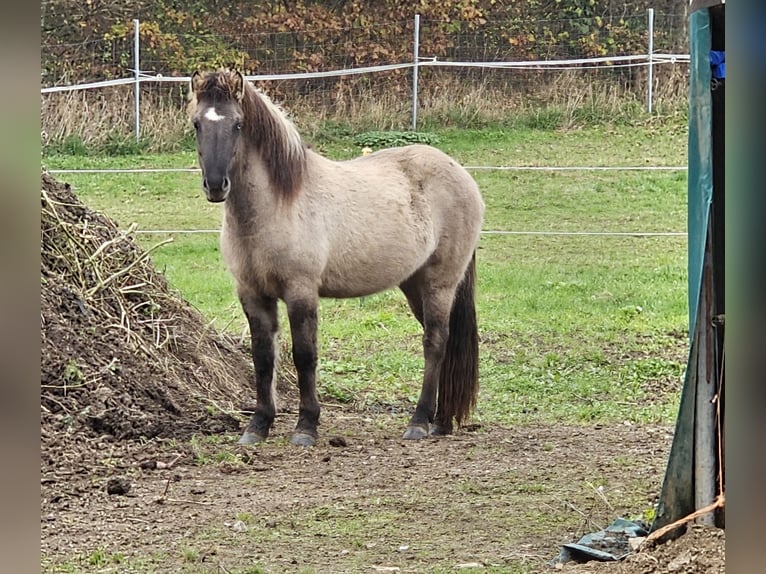 Caballos islandeses Yegua 3 años 140 cm Bayo in Wissen