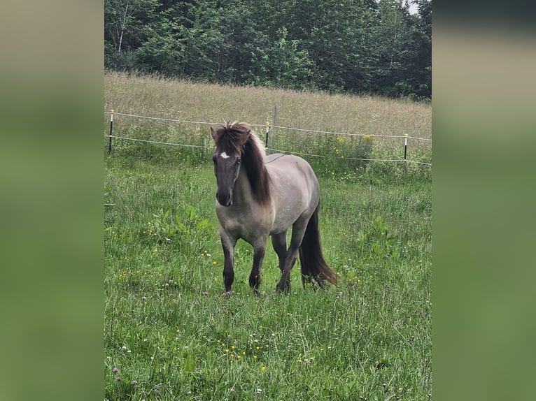 Caballos islandeses Yegua 3 años 140 cm Bayo in Wissen