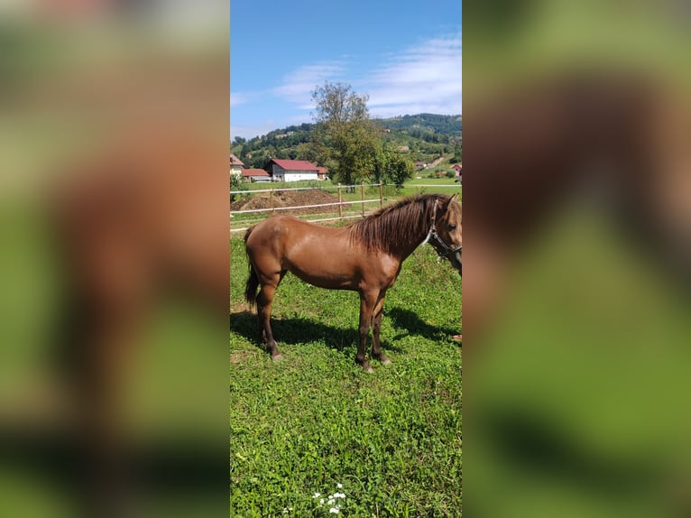 Caballos islandeses Yegua 3 años 140 cm Castaño in Šentrupert