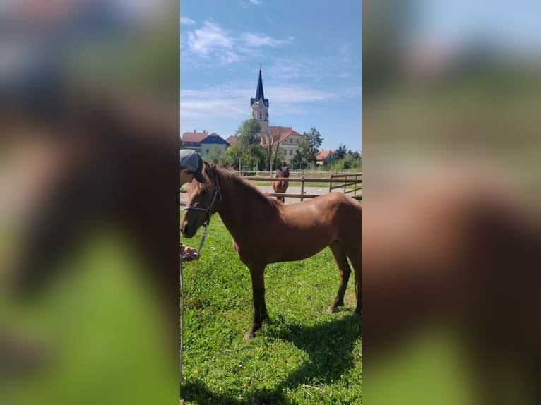 Caballos islandeses Yegua 3 años 140 cm Castaño in Šentrupert