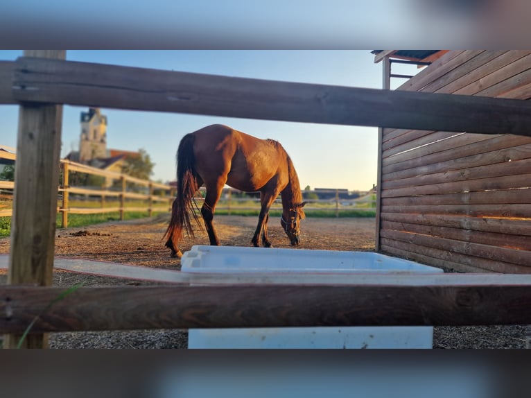 Caballos islandeses Yegua 3 años 140 cm Castaño in Šentrupert