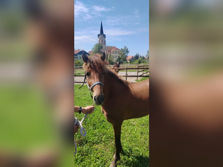 Caballos islandeses Yegua 3 años 140 cm Castaño in Šentrupert