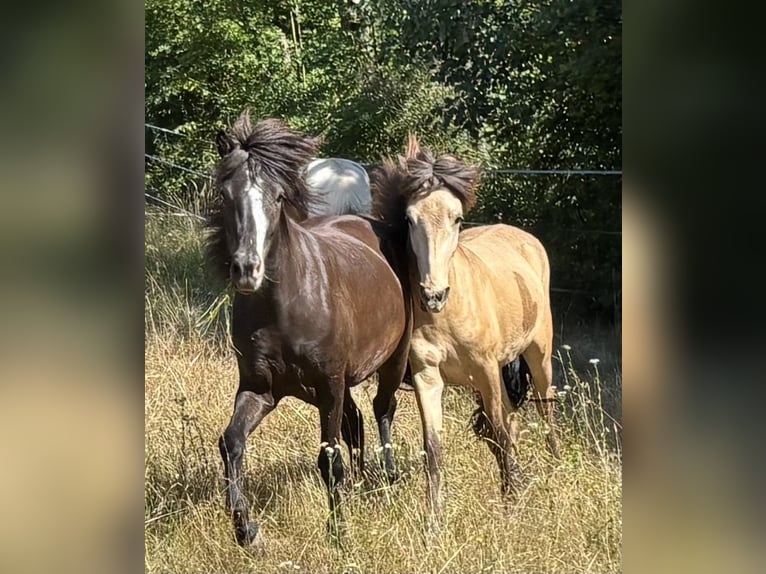 Caballos islandeses Yegua 3 años 140 cm Negro in Blieskastel