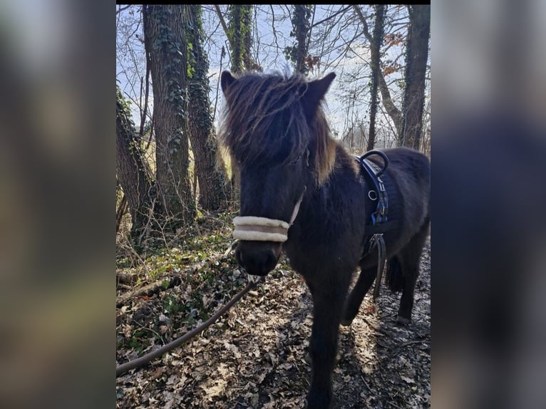 Caballos islandeses Yegua 3 años 140 cm Ruano azulado in Zossen