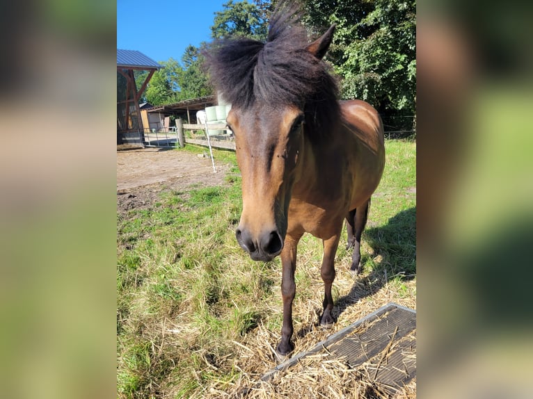 Caballos islandeses Yegua 3 años 141 cm Castaño in Wurster Nordseeküste