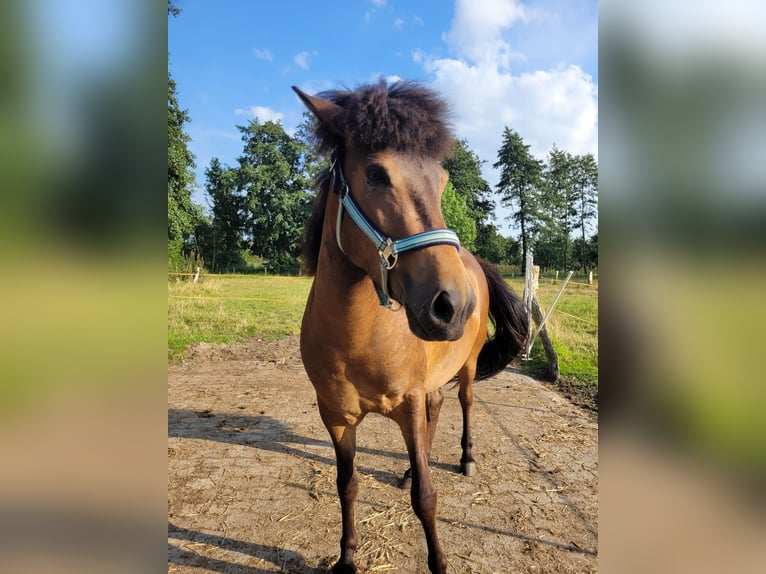 Caballos islandeses Yegua 3 años 141 cm Castaño in Wurster Nordseeküste