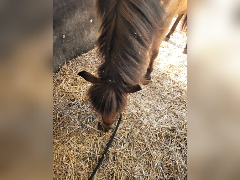 Caballos islandeses Yegua 3 años 141 cm Castaño in Wurster Nordseeküste