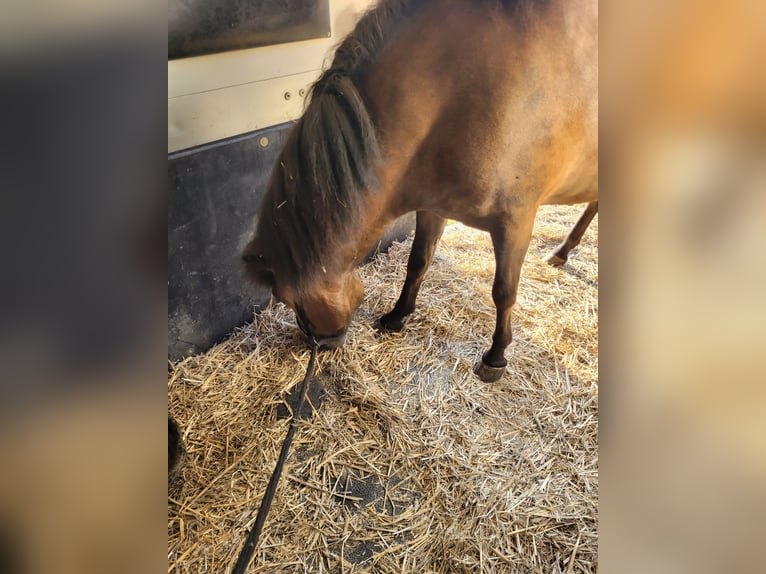 Caballos islandeses Yegua 3 años 141 cm Castaño in Wurster Nordseeküste