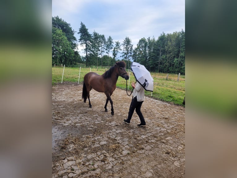 Caballos islandeses Yegua 3 años 141 cm Castaño in Wurster Nordseeküste