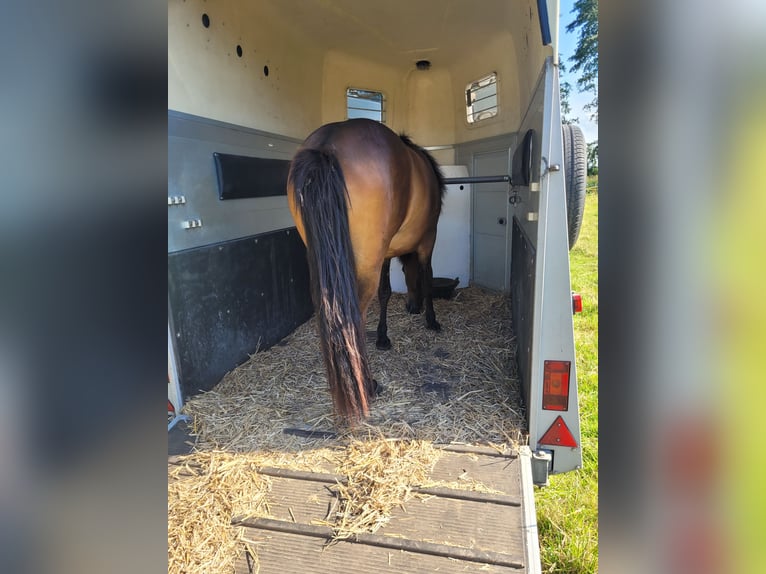 Caballos islandeses Yegua 3 años 141 cm Castaño in Wurster Nordseeküste