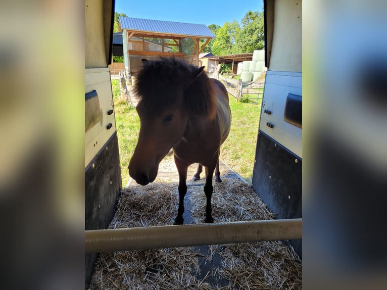 Caballos islandeses Yegua 3 años 141 cm Castaño in Wurster Nordseeküste