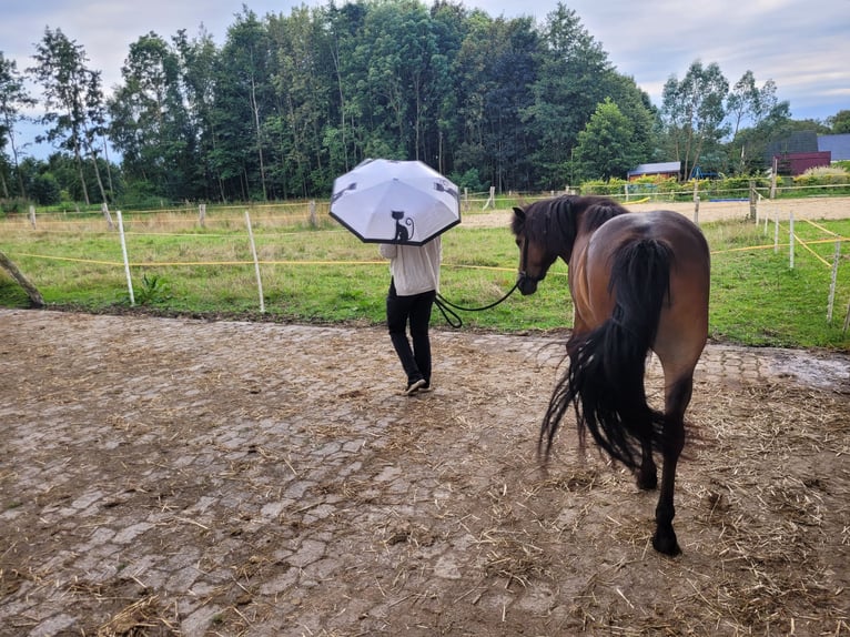 Caballos islandeses Yegua 3 años 141 cm Castaño in Wurster Nordseeküste