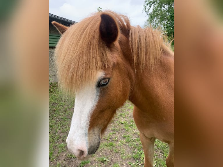 Caballos islandeses Yegua 3 años 142 cm Alazán-tostado in Middelfart