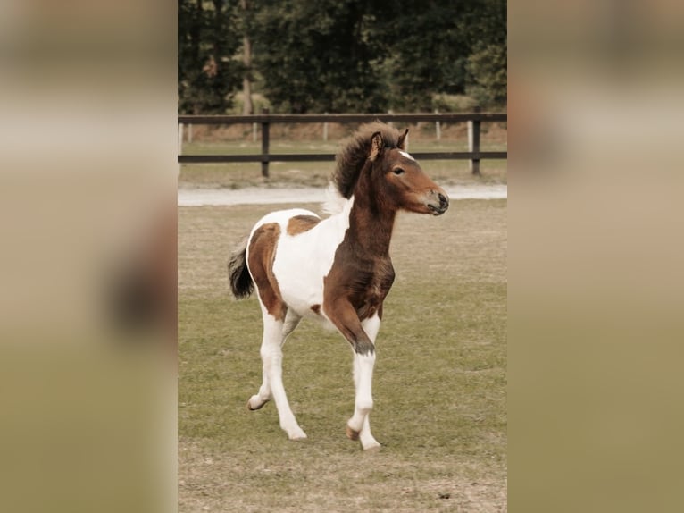 Caballos islandeses Yegua 3 años 142 cm Pío in Wremen Wurster Nordseek&#xFC;ste