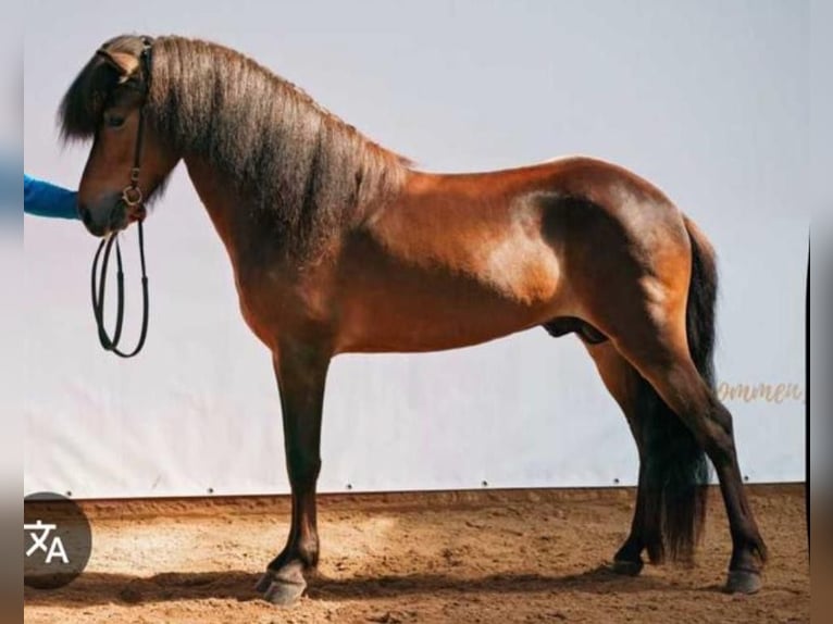 Caballos islandeses Yegua 3 años 142 cm Pío in Wremen Wurster Nordseek&#xFC;ste