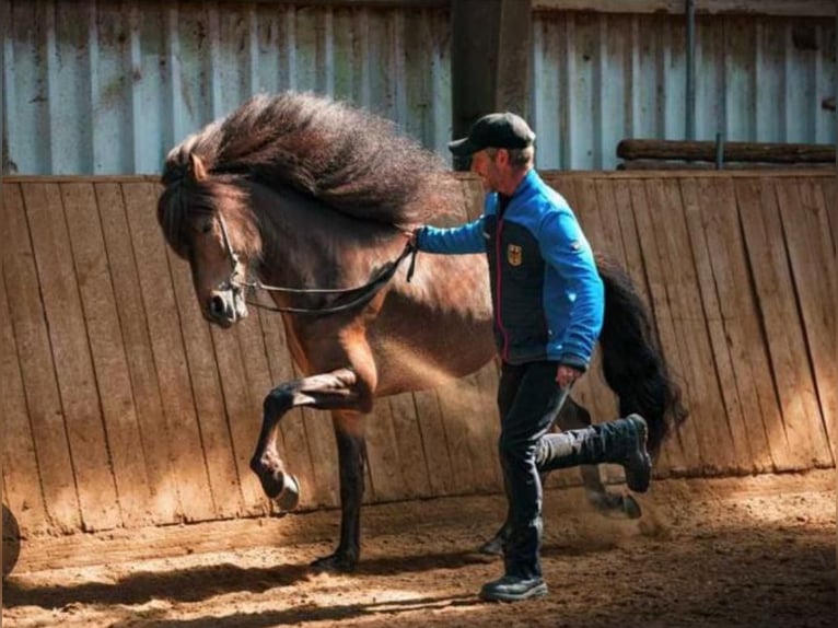 Caballos islandeses Yegua 3 años 142 cm Pío in Wremen Wurster Nordseek&#xFC;ste