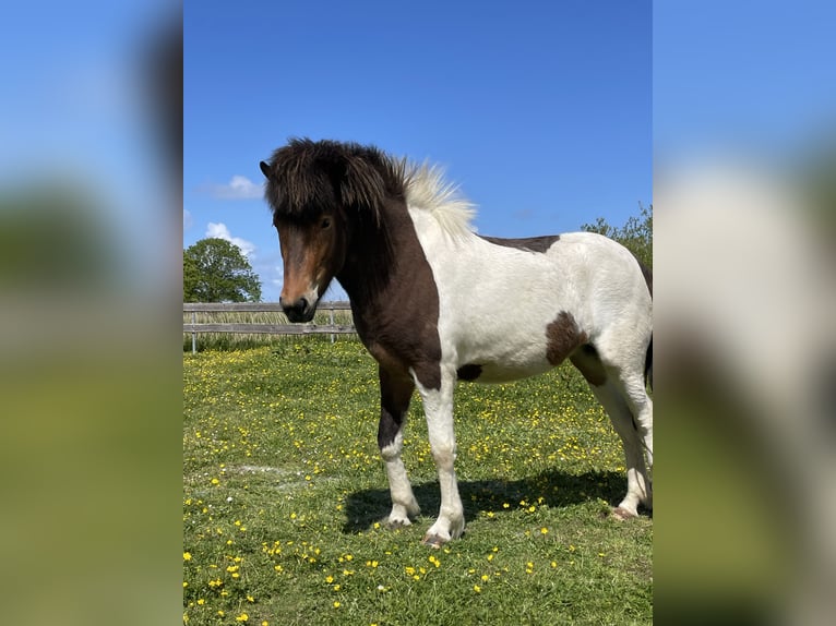 Caballos islandeses Yegua 3 años 142 cm Pío in Wremen Wurster Nordseek&#xFC;ste