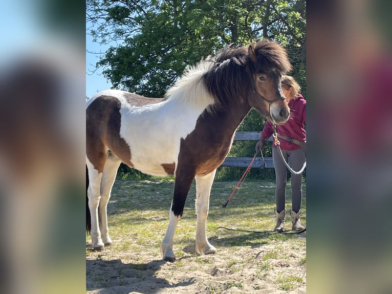 Caballos islandeses Yegua 3 años 142 cm Pío in Wremen Wurster Nordseek&#xFC;ste