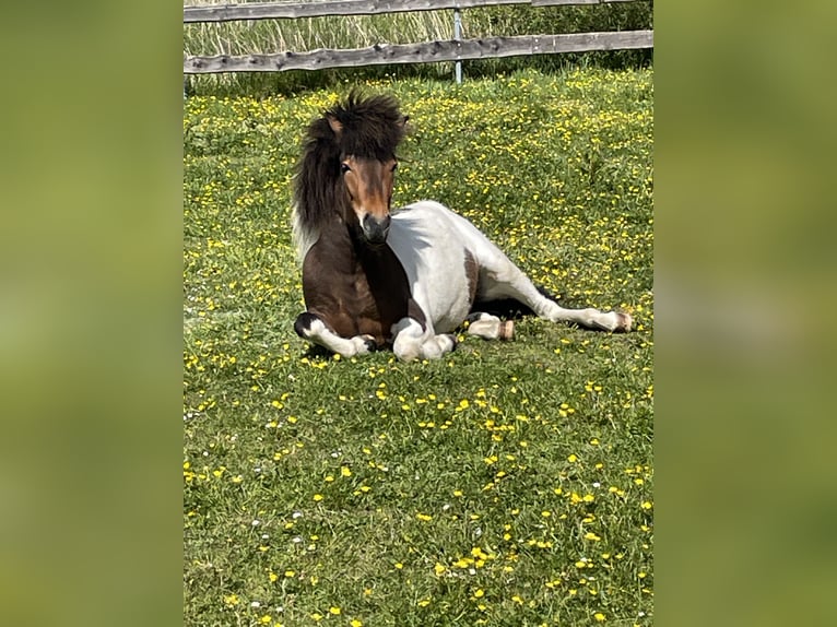 Caballos islandeses Yegua 3 años 142 cm Pío in Wremen Wurster Nordseek&#xFC;ste