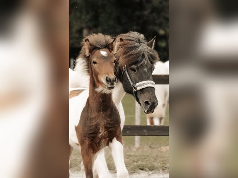 Caballos islandeses Yegua 3 años 142 cm Pío in Wremen Wurster Nordseek&#xFC;ste