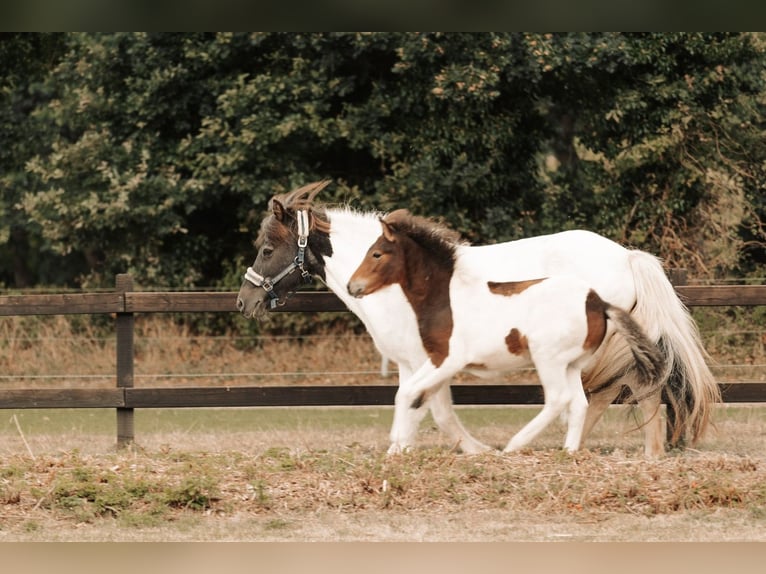 Caballos islandeses Yegua 3 años 142 cm Pío in Wremen Wurster Nordseek&#xFC;ste
