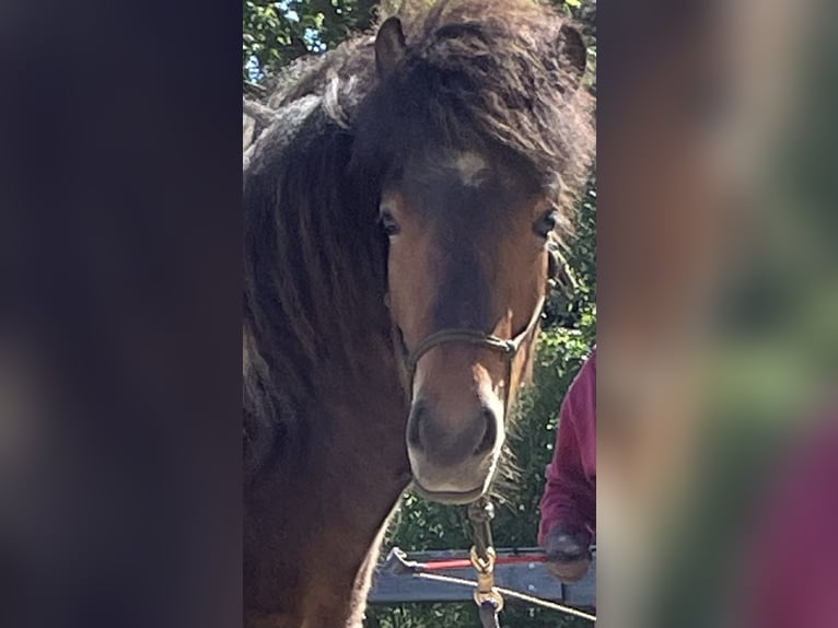 Caballos islandeses Yegua 3 años 142 cm Pío in Wremen Wurster Nordseek&#xFC;ste