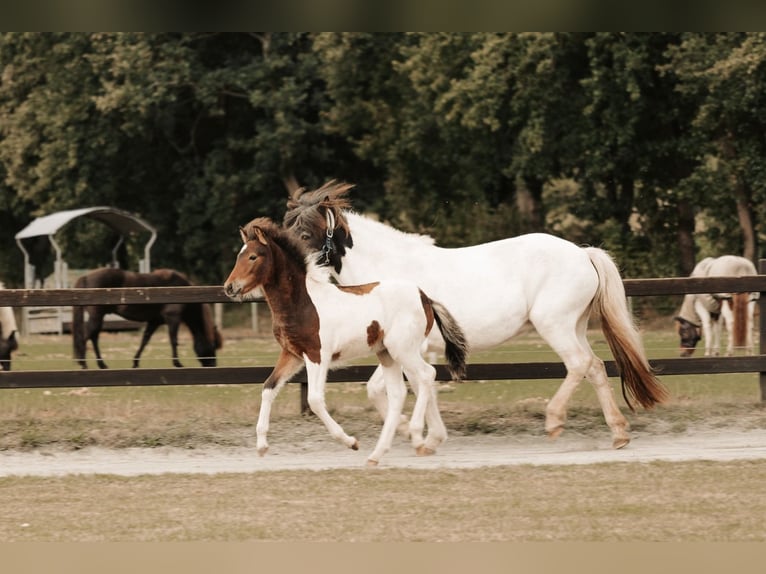 Caballos islandeses Yegua 3 años 142 cm Pío in Wremen Wurster Nordseek&#xFC;ste