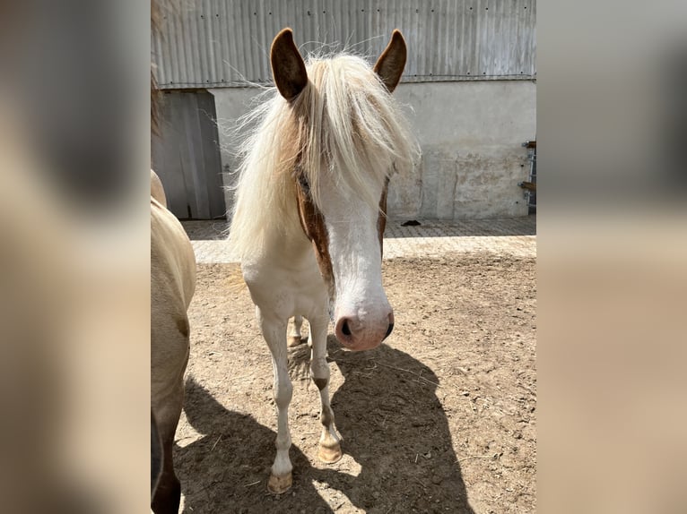 Caballos islandeses Yegua 3 años 143 cm Tobiano-todas las-capas in Backnang