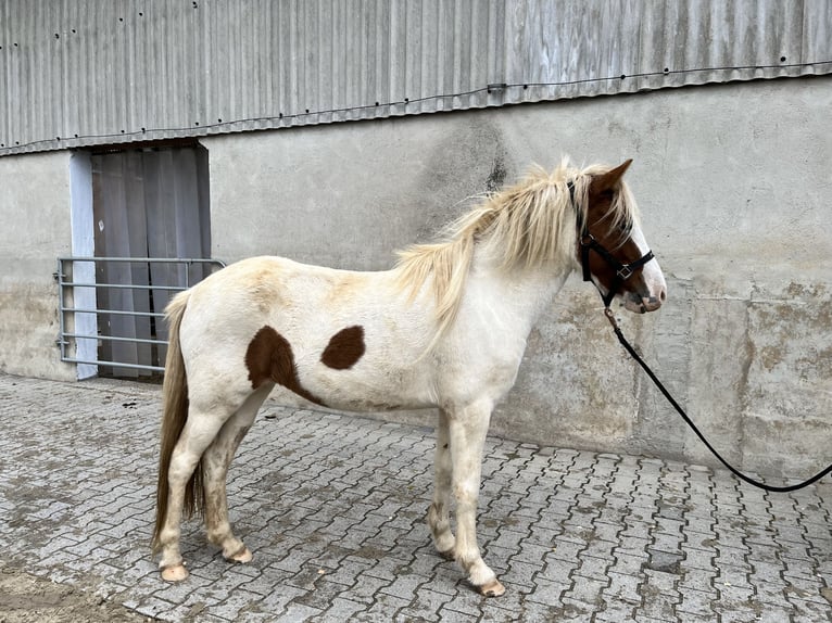 Caballos islandeses Yegua 3 años 143 cm Tobiano-todas las-capas in Backnang