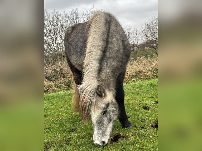 Caballos islandeses Yegua 3 años 143 cm Tordillo negro in Kiel
