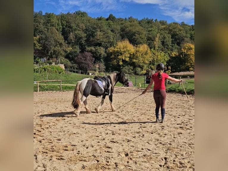 Caballos islandeses Yegua 3 años 145 cm in Saint-F&#xE9;lix de Reillac