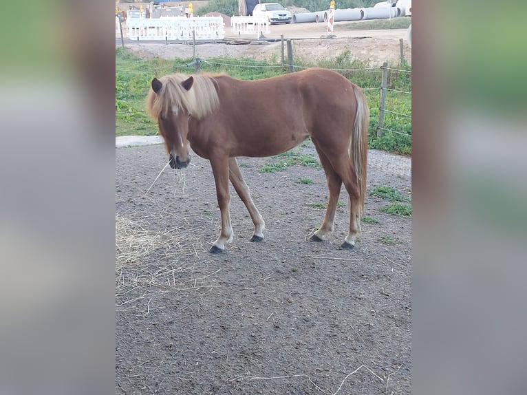 Caballos islandeses Yegua 3 años 150 cm Alazán in Zerf