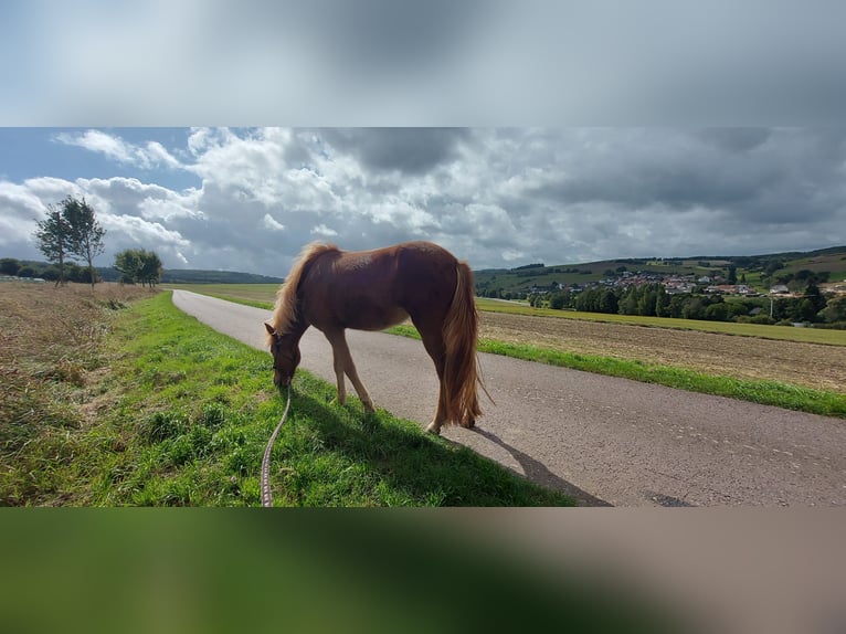 Caballos islandeses Yegua 3 años 150 cm Alazán in Zerf