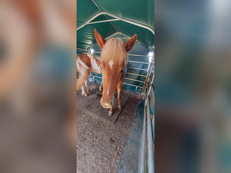 Caballos islandeses Yegua 3 años 150 cm Alazán in Zerf