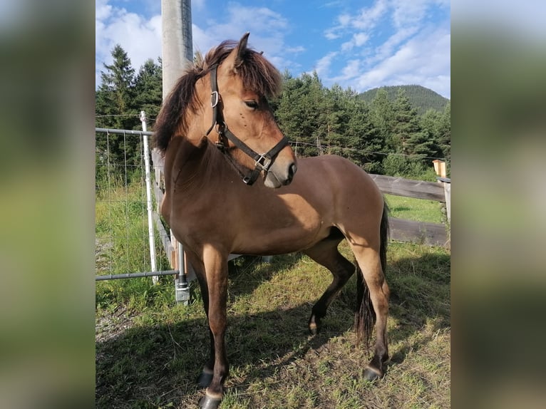 Caballos islandeses Yegua 3 años Bayo in Seefeld