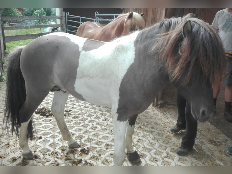 Caballos islandeses Yegua 3 años Bayo in Seefeld