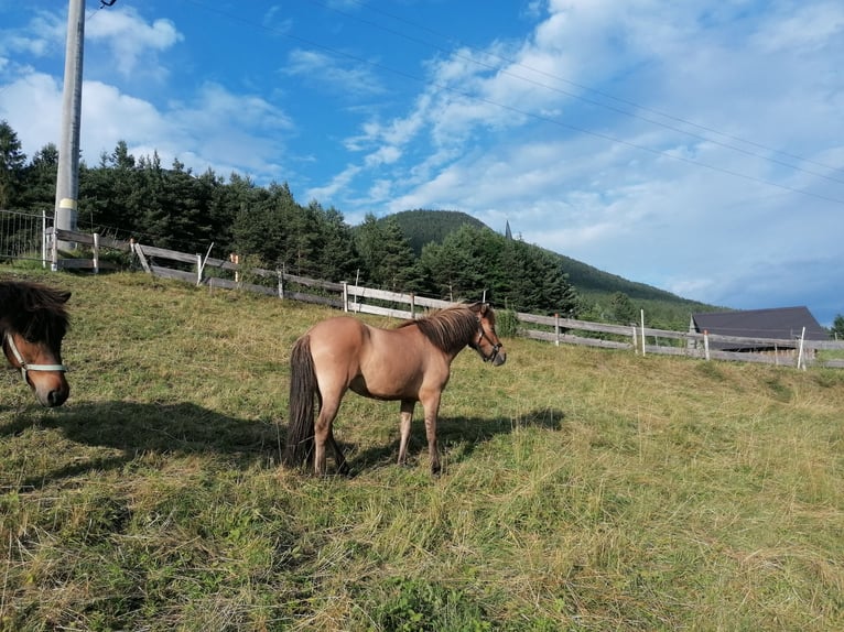 Caballos islandeses Yegua 3 años Bayo in Seefeld