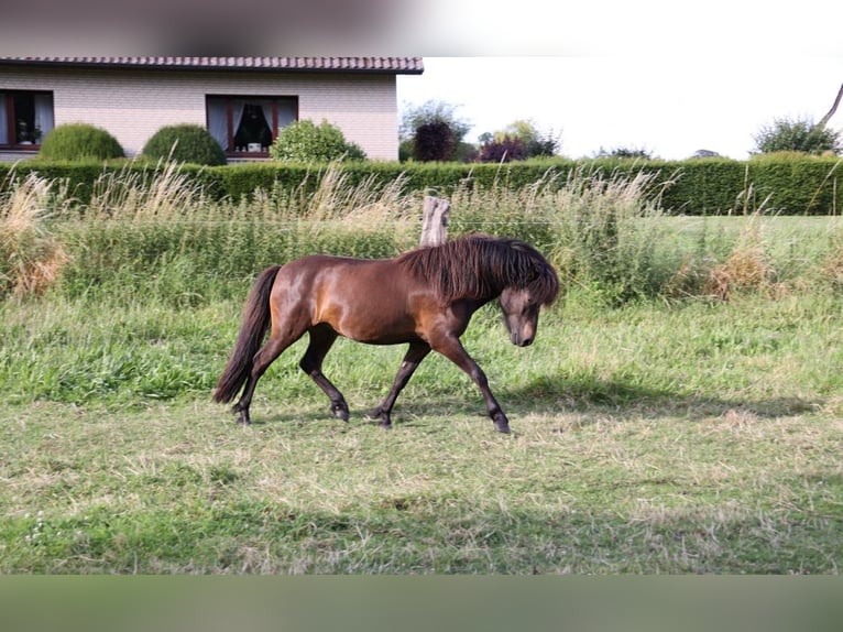 Caballos islandeses Yegua 3 años in Bohmte