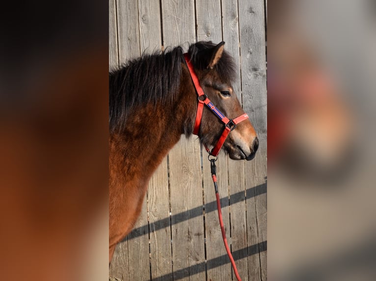 Caballos islandeses Yegua 3 años Castaño in Straßwalchen