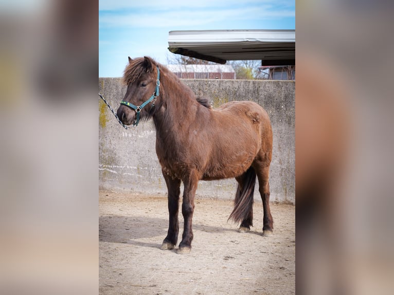 Caballos islandeses Yegua 3 años Negro in Aichtal